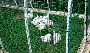 This chicken yard is made from PVC piping and netting.

This chicken yard is portable, which allows the chickens to eat up grass seeds   around your property. . . hooray!