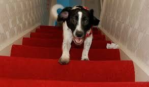 If you have stairs, use them for exercise for family members and pets!
